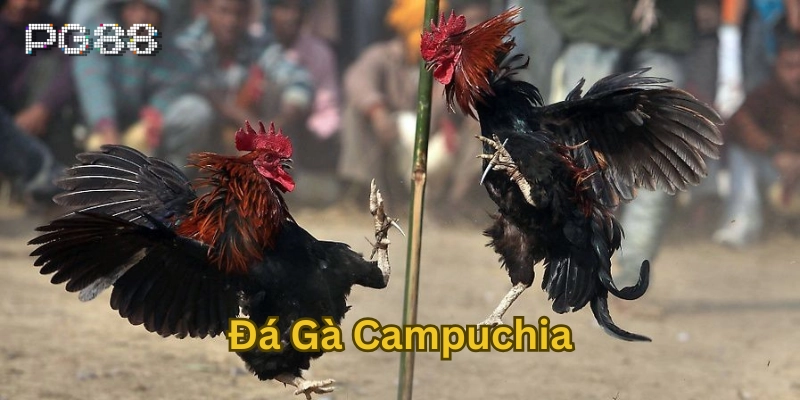 Đá Gà Campuchia – Đấu Trường Máu Lửa Hấp Dẫn Của Đông Nam Á Đá Gà Campuchia là gì ?