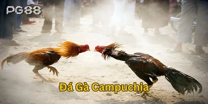 Đá Gà Campuchia – Đấu Trường Máu Lửa Hấp Dẫn Của Đông Nam Á Đặc điểm nổi bật của Đá Gà Campuchia
